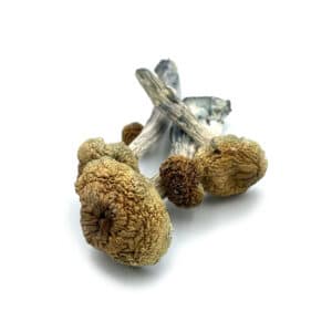 Cambodian Cubensis Mushrooms
