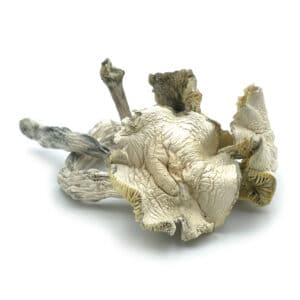 Albino A+ Cubensis Magic Mushrooms
