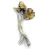 Great White Monster Mushrooms Online