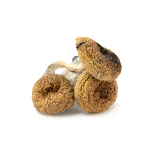 Full Moon Party Cubensis