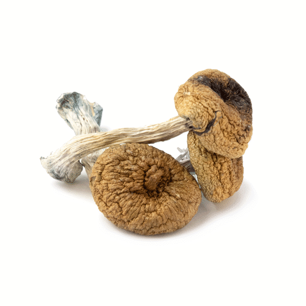 Full Moon Party Cubensis