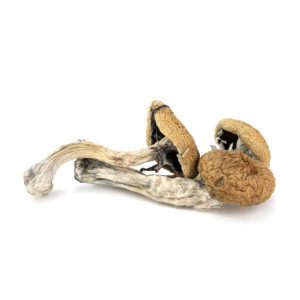 Full Moon Party Cubensis