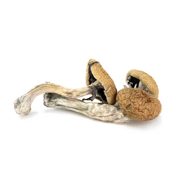 Full Moon Party Cubensis