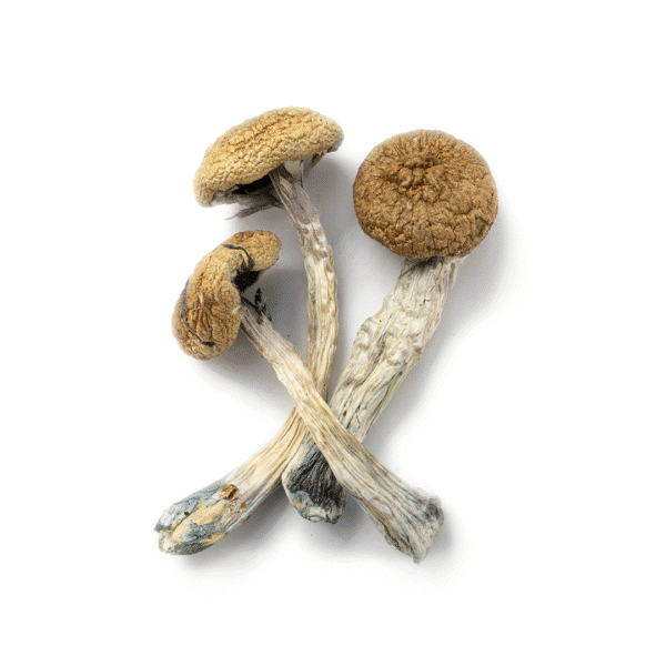Full Moon Party Cubensis