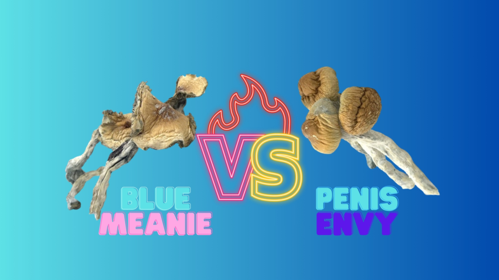 Blue Meanie Vs Penis Envy Magic Mushrooms: comprehensive Guide