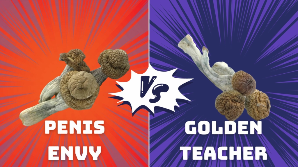 Penis Envy Vs Golden Teacher: Exploring The Magic Mushroom Differences