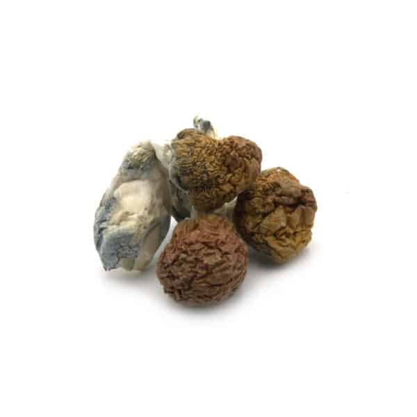 Cambodian Cubensis