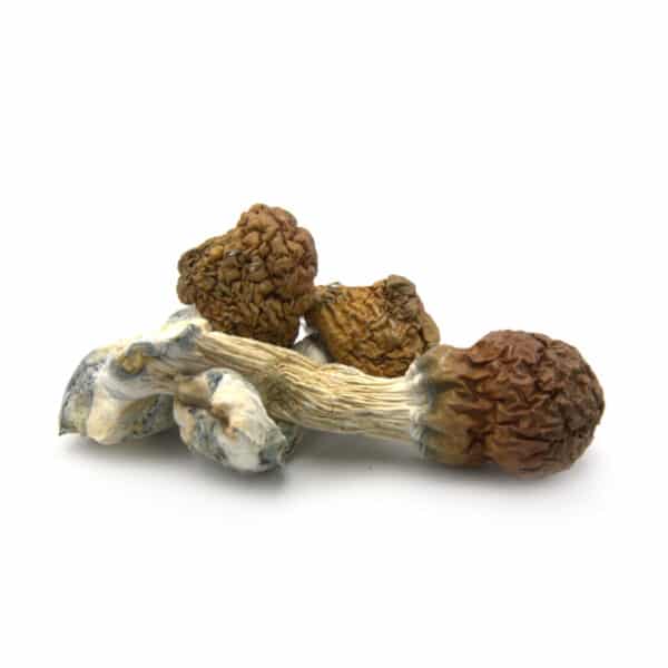 Cambodian Cubensis