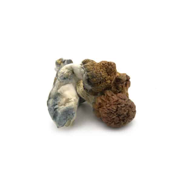 Cambodian Cubensis