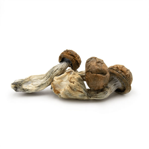 Brazilian Cubensis