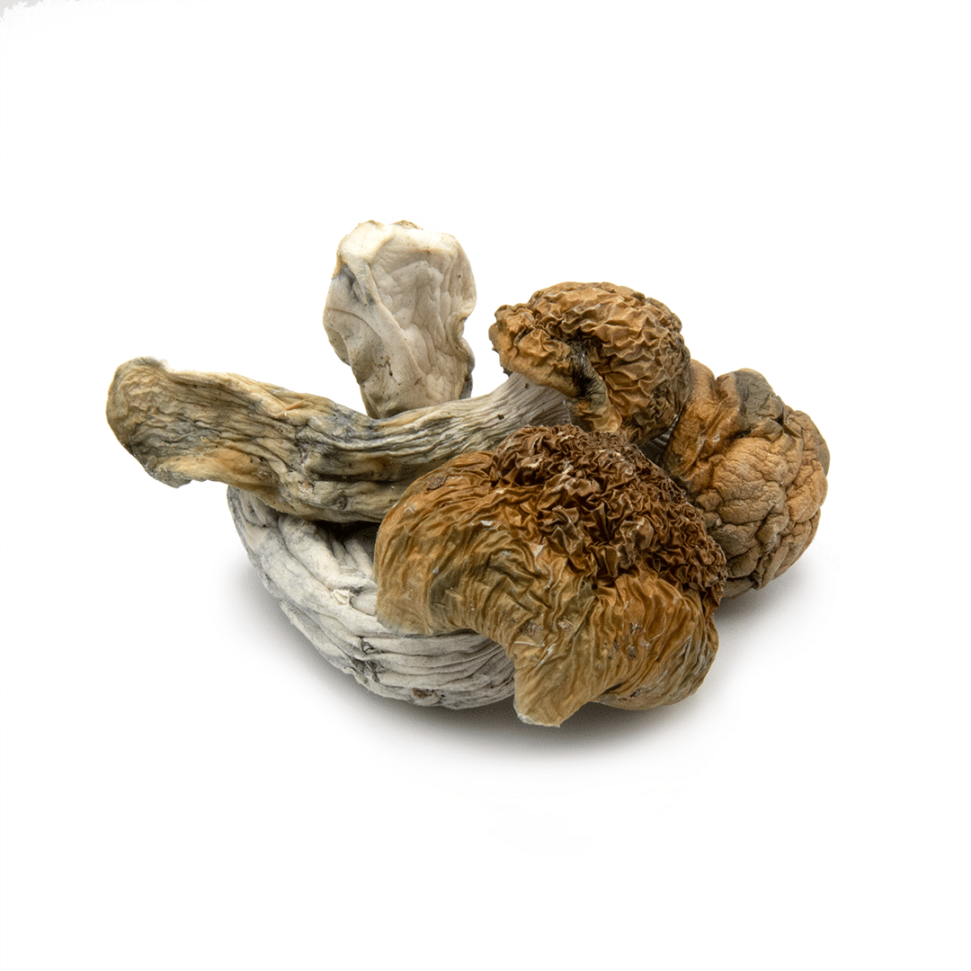 Buy Golden Teacher Magic Mushroom Online -Magic Mushroom Strains