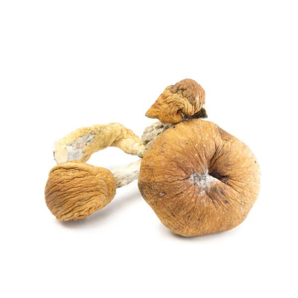 Mazatapec Cubensis
