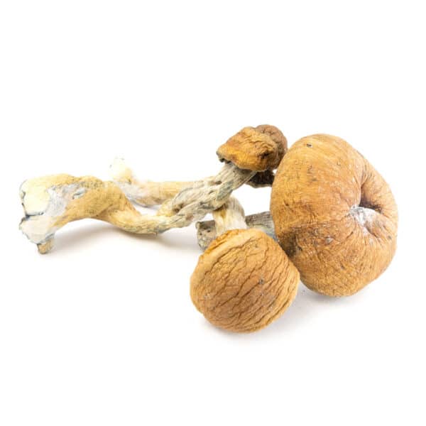 Mazatapec Cubensis