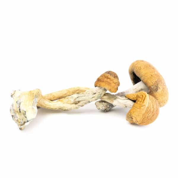 Mazatapec Cubensis