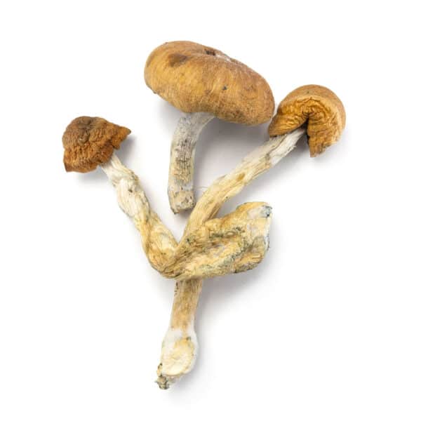 Mazatapec Cubensis