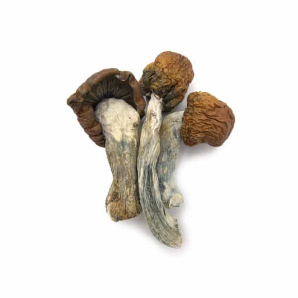 Texas Yellow Cap
