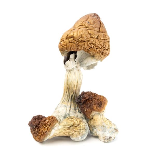 B+ Cubensis