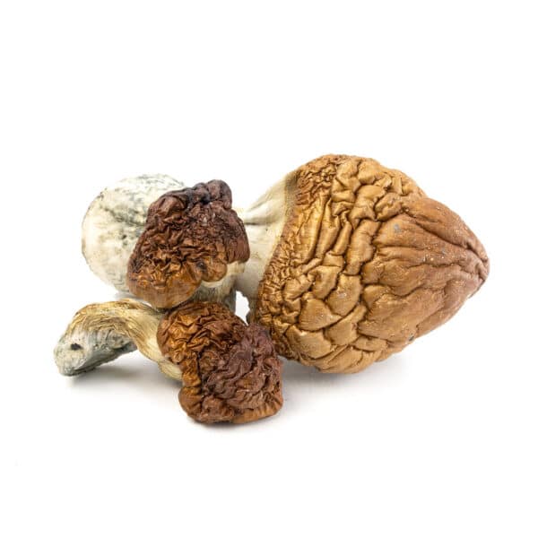 B+ Cubensis