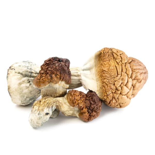 B+ Cubensis