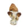 B+ Cubensis