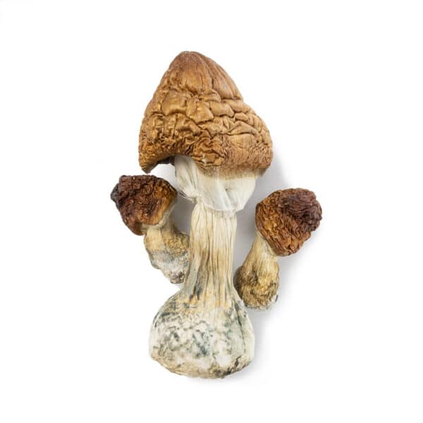 B+ Cubensis