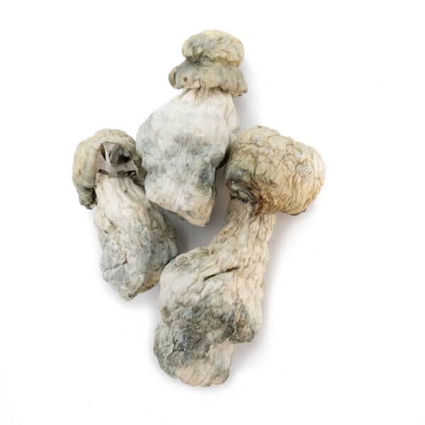 Albino Penis Envy
