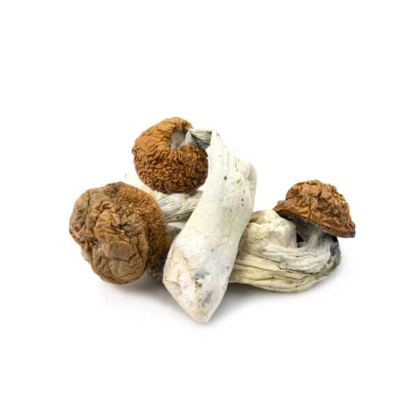 Vietnamese Cubensis