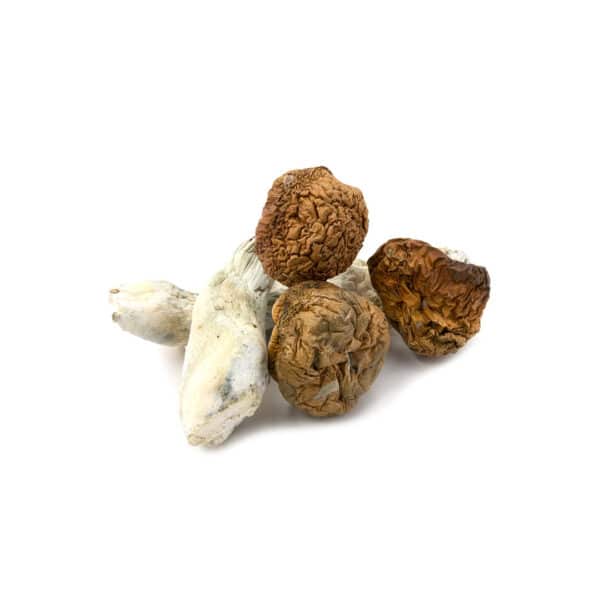 Vietnamese Cubensis