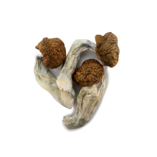Vietnamese Cubensis