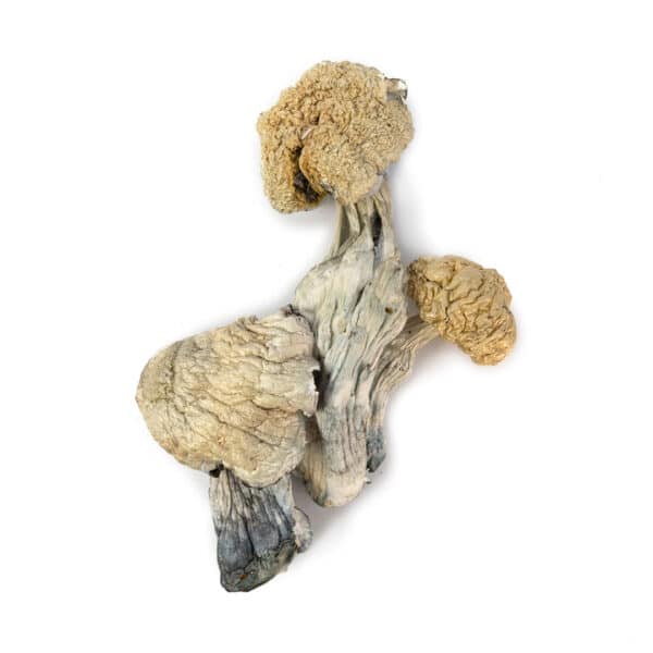 Amazonian Cubensis