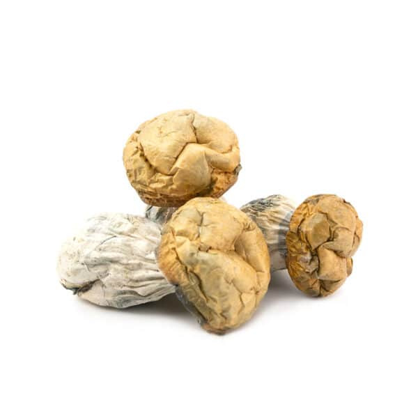 Dino Eggs