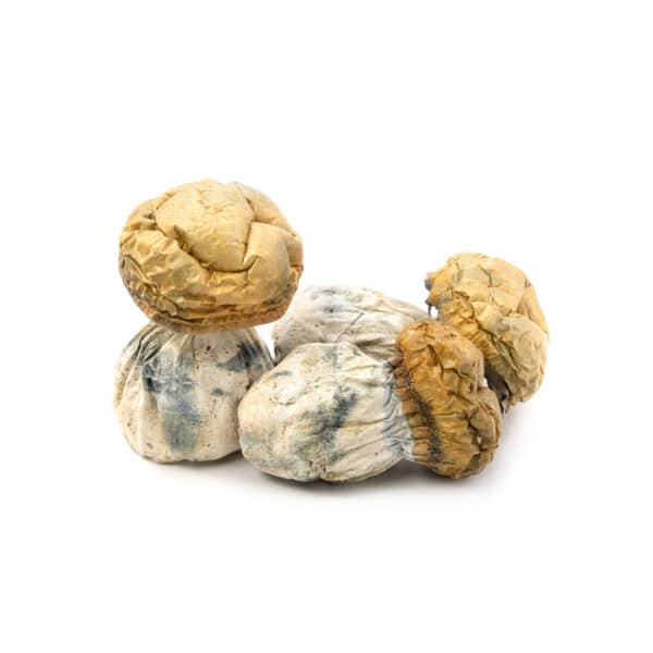 Dino Eggs
