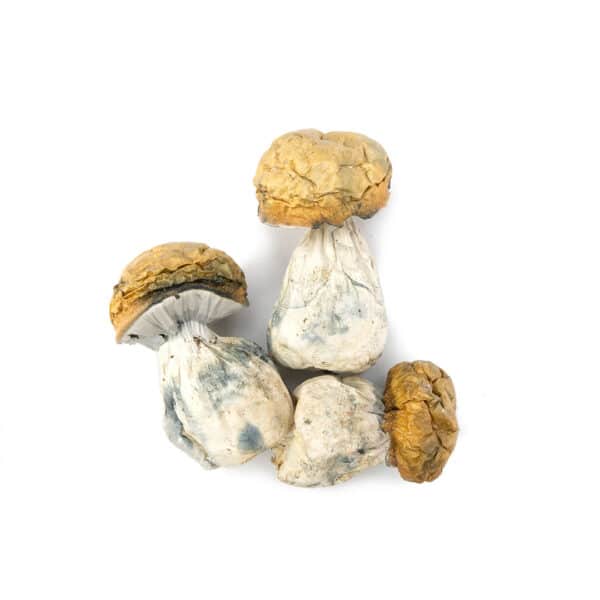 Dino Eggs