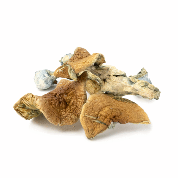 Golden Teacher