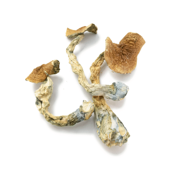 Golden Teacher