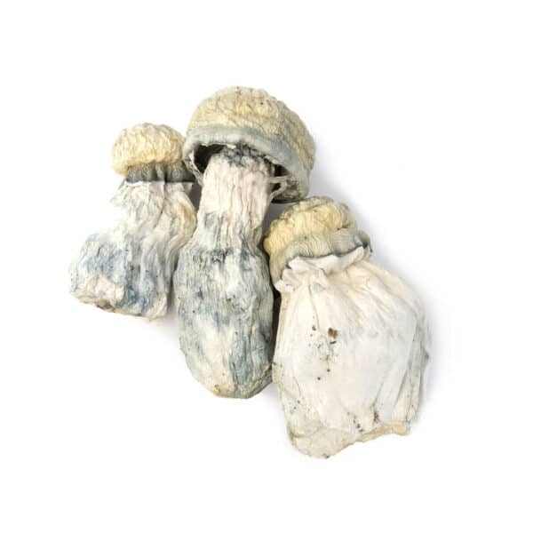 Albino Sv-13