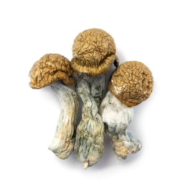 Penis Envy
